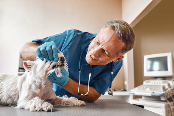 Best Emergency Dentist for Special Needs Patients in North Syracuse, NY